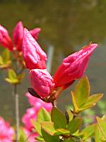 Azalee - Azalea Dispa (fam. Ericacees) (3) (Photo F. Mrugala)